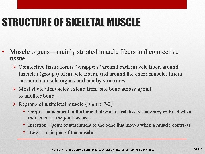 STRUCTURE OF SKELETAL MUSCLE • Muscle organs—mainly striated muscle fibers and connective tissue Connective
