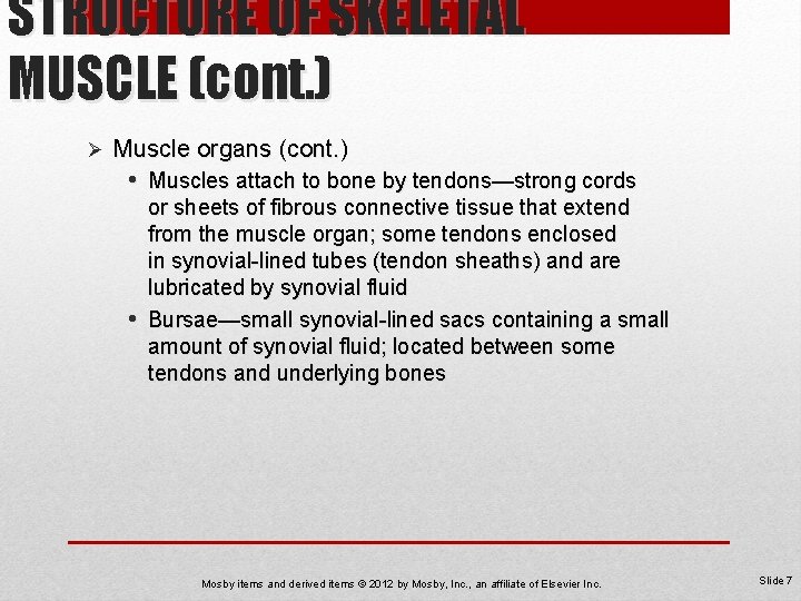 STRUCTURE OF SKELETAL MUSCLE (cont. ) Ø Muscle organs (cont. ) • Muscles attach