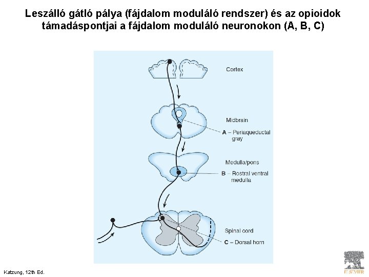 Leszálló gátló pálya (fájdalom moduláló rendszer) és az opioidok támadáspontjai a fájdalom moduláló neuronokon