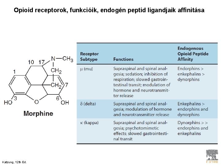 Opioid receptorok, funkcióik, endogén peptid ligandjaik affinitása Katzung, 12 th Ed. 