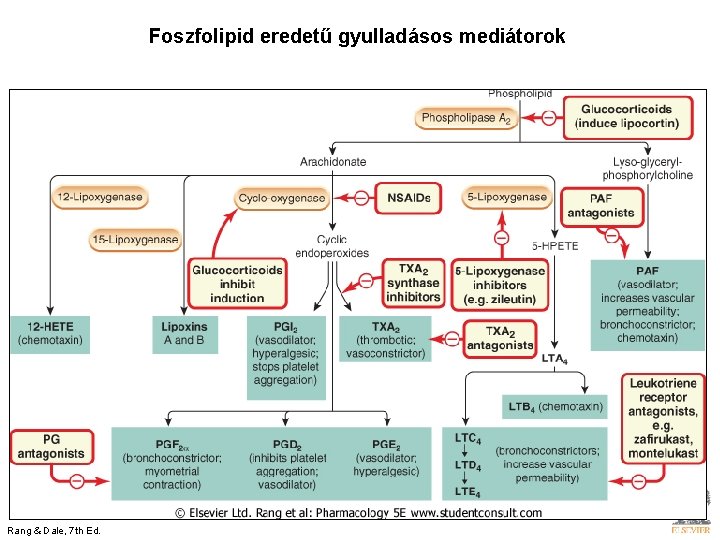 Foszfolipid eredetű gyulladásos mediátorok Rang & Dale, 7 th Ed. 