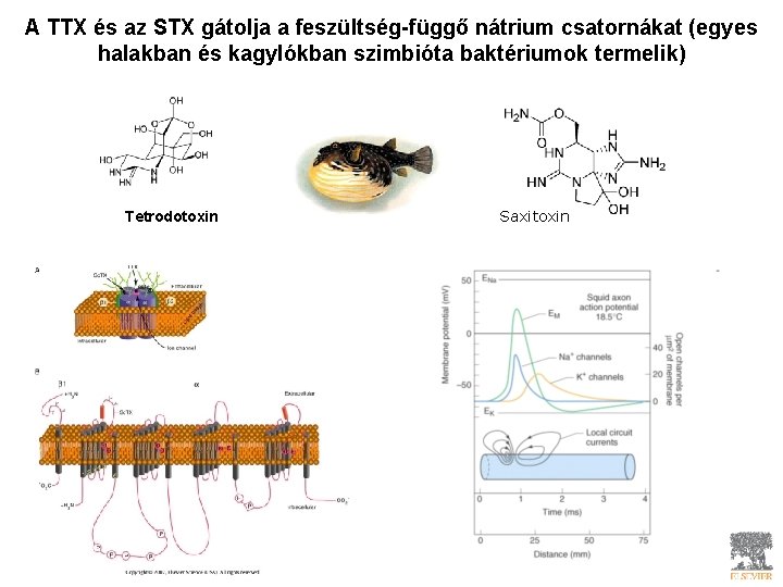 A TTX és az STX gátolja a feszültség-függő nátrium csatornákat (egyes halakban és kagylókban