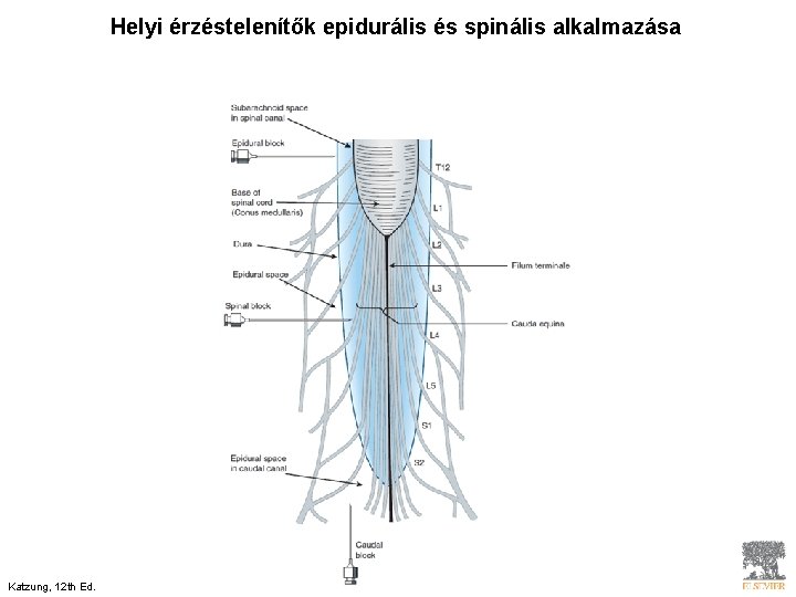 Helyi érzéstelenítők epidurális és spinális alkalmazása Katzung, 12 th Ed. 