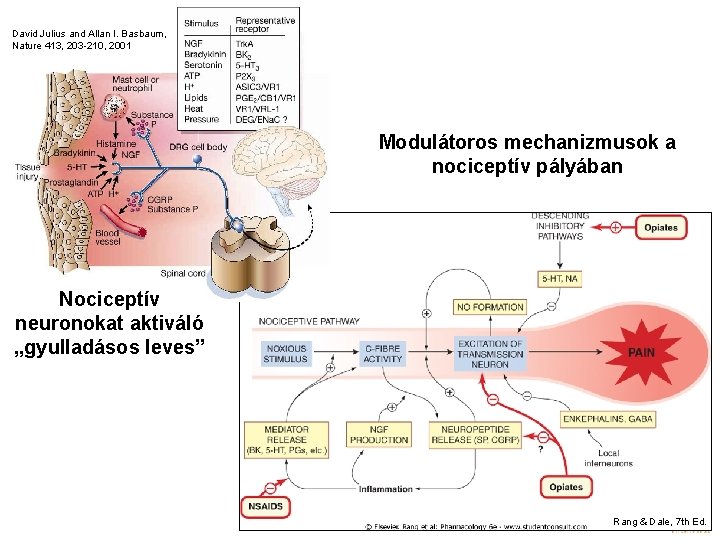 David Julius and Allan I. Basbaum, Nature 413, 203 -210, 2001 Modulátoros mechanizmusok a