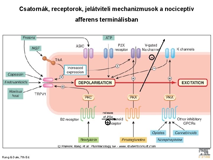 Csatornák, receptorok, jelátviteli mechanizmusok a nociceptív afferens terminálisban - release of PGs + Rang