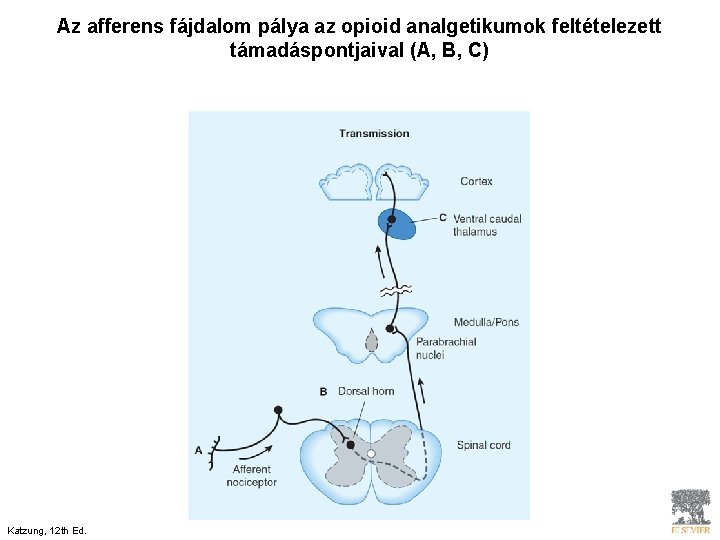 Az afferens fájdalom pálya az opioid analgetikumok feltételezett támadáspontjaival (A, B, C) Katzung, 12