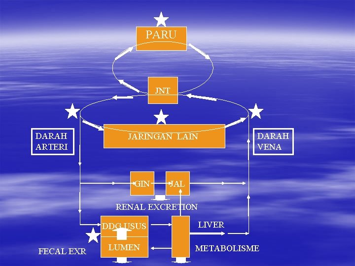 PARU JNT DARAH ARTERI DARAH VENA JARINGAN LAIN GIN JAL RENAL EXCRETION DDG USUS