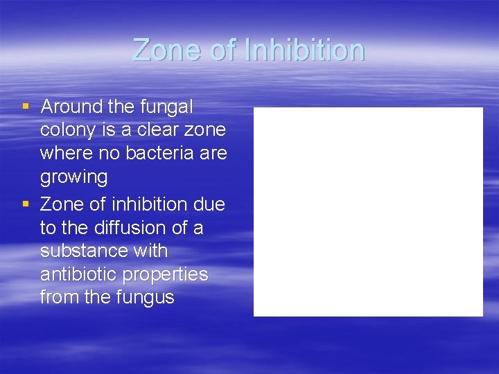 Zone of Inhibition § Around the fungal colony is a clear zone where no