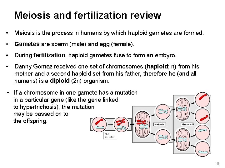 Meiosis and fertilization review • Meiosis is the process in humans by which haploid