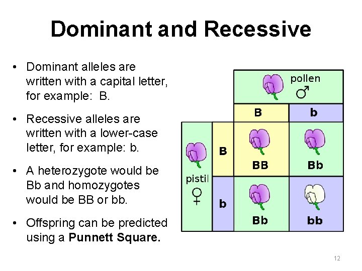 Dominant and Recessive • Dominant alleles are written with a capital letter, for example:
