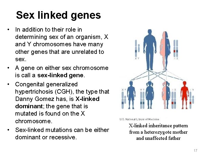 Sex linked genes • In addition to their role in determining sex of an