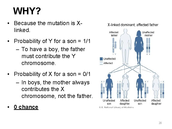 WHY? • Because the mutation is Xlinked. • Probability of Y for a son