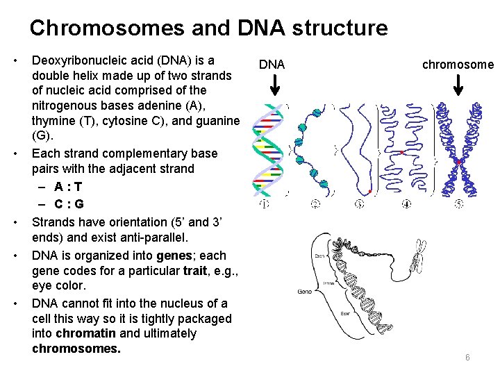 Chromosomes and DNA structure • • • Deoxyribonucleic acid (DNA) is a double helix