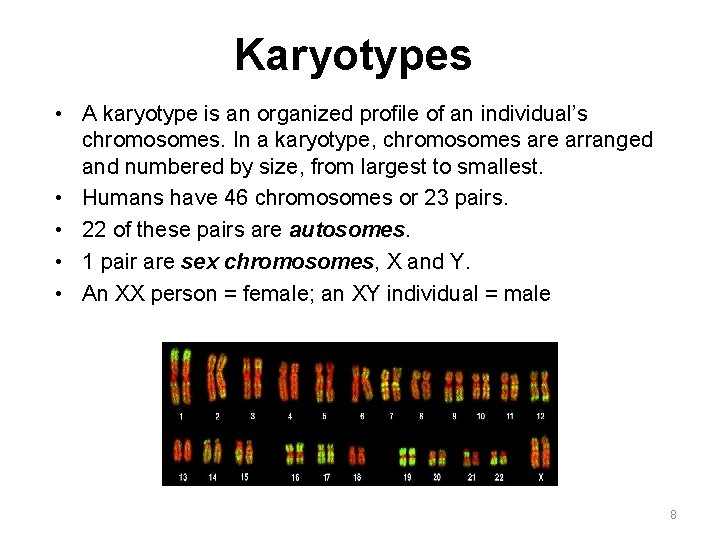 Karyotypes • A karyotype is an organized profile of an individual’s chromosomes. In a