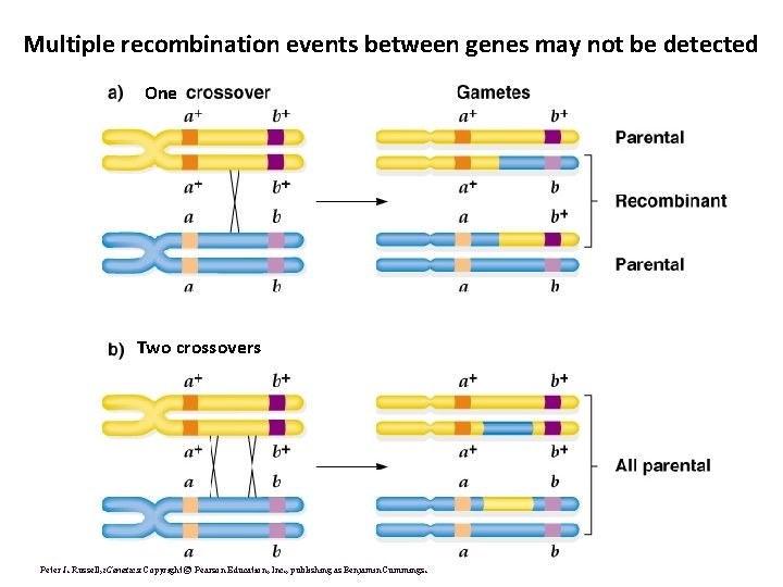 Multiple recombination events between genes may not be detected One Two crossovers Peter J.