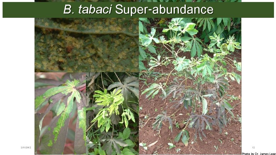 B. tabaci Super-abundance 2/11/2563 13 Photo by Dr. James Legg 