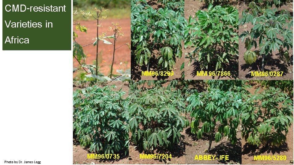 CMD-resistant Varieties in Africa Photo by Dr. James Legg MM 96/0735 MM 96/8299 MM