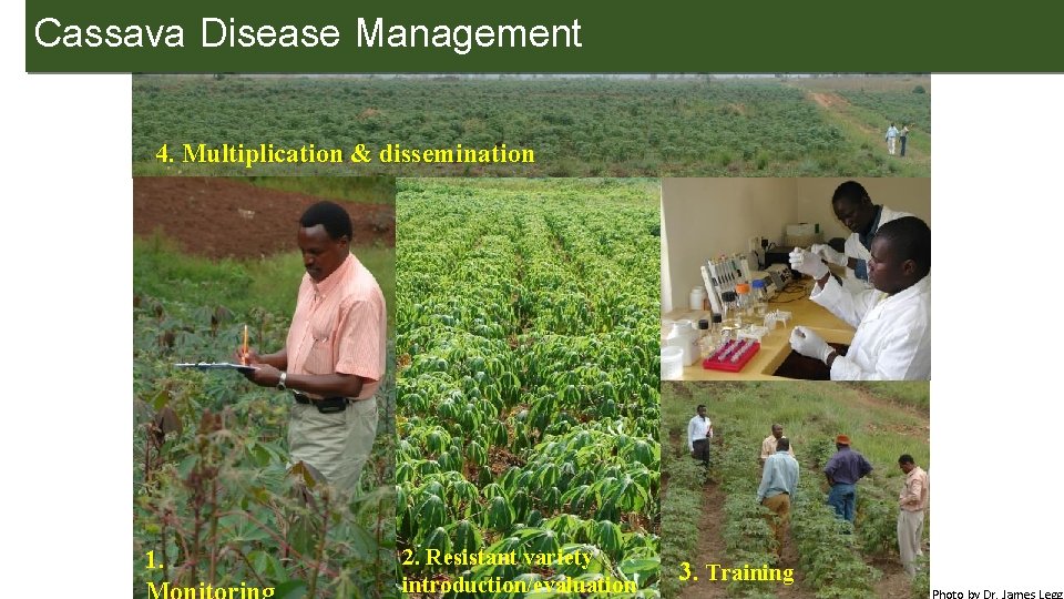 Cassava Disease Management 4. Multiplication & dissemination (Moso) 1. 2. Resistant variety introduction/evaluation 3.