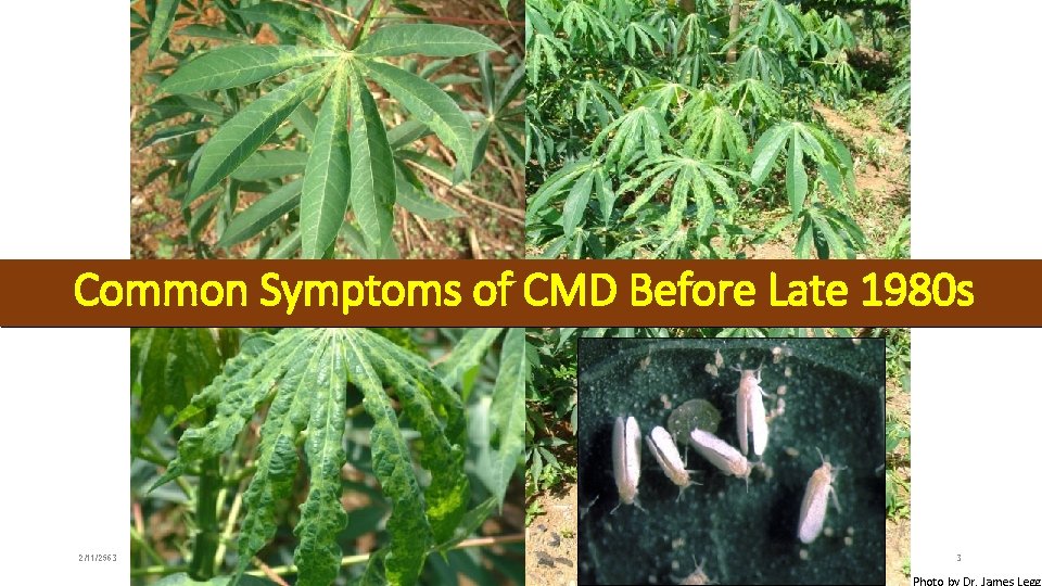 Common Symptoms of CMD Before Late 1980 s 2/11/2563 3 Photo by Dr. James