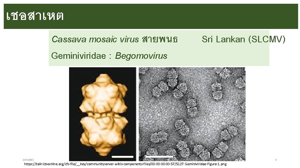 เชอสาเหต Cassava mosaic virus สายพนธ Geminiviridae : Begomovirus Sri Lankan (SLCMV) 2/11/2563 https: //talk.