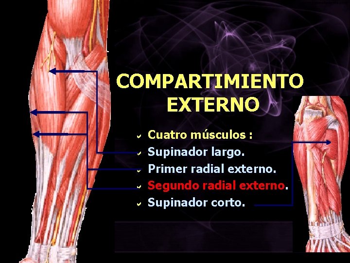 COMPARTIMIENTO EXTERNO a a a Cuatro músculos : Supinador largo. Primer radial externo. Segundo