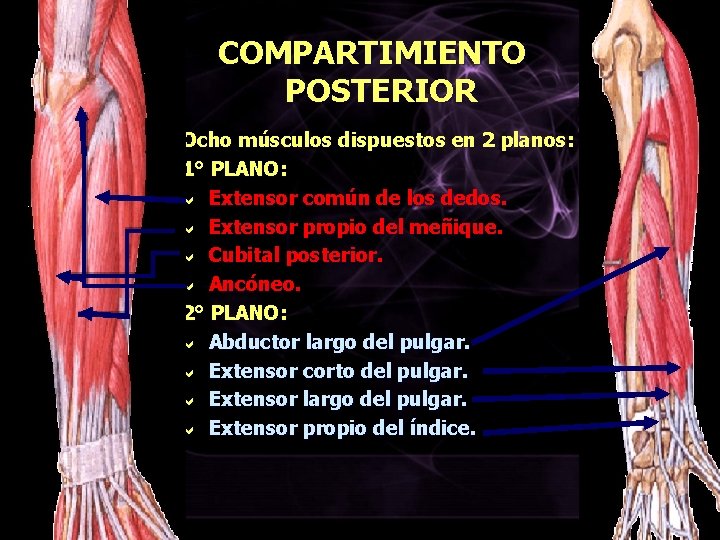 COMPARTIMIENTO POSTERIOR Ocho músculos dispuestos en 2 planos: 1° PLANO: a Extensor común de