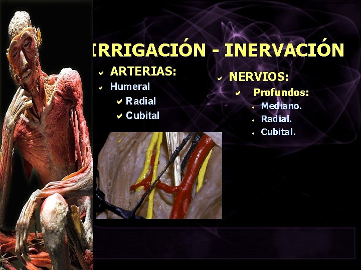 IRRIGACIÓN - INERVACIÓN a a ARTERIAS: Humeral a Radial a Cubital a NERVIOS: a
