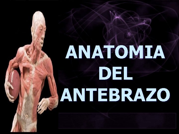 ANATOMIA DEL ANTEBRAZO 