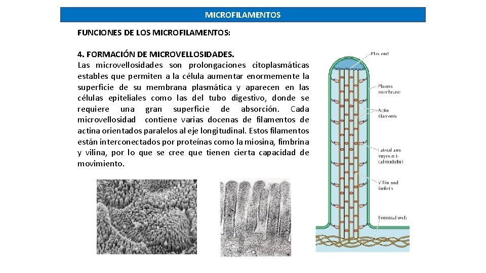 MICROFILAMENTOS FUNCIONES DE LOS MICROFILAMENTOS: 4. FORMACIÓN DE MICROVELLOSIDADES. Las microvellosidades son prolongaciones citoplasmáticas
