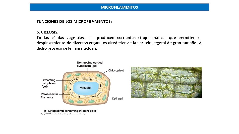 MICROFILAMENTOS FUNCIONES DE LOS MICROFILAMENTOS: 6. CICLOSIS. En las células vegetales, se producen corrientes