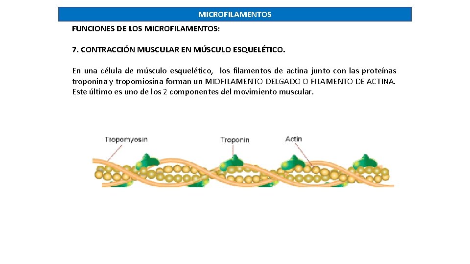 MICROFILAMENTOS FUNCIONES DE LOS MICROFILAMENTOS: 7. CONTRACCIÓN MUSCULAR EN MÚSCULO ESQUELÉTICO. En una célula
