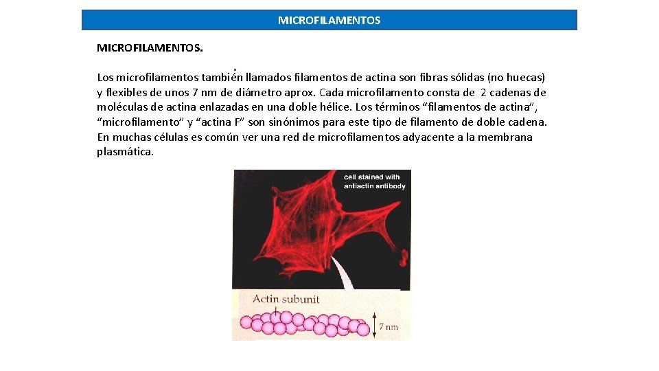 MICROFILAMENTOS. . Los microfilamentos también llamados filamentos de actina son fibras sólidas (no huecas)