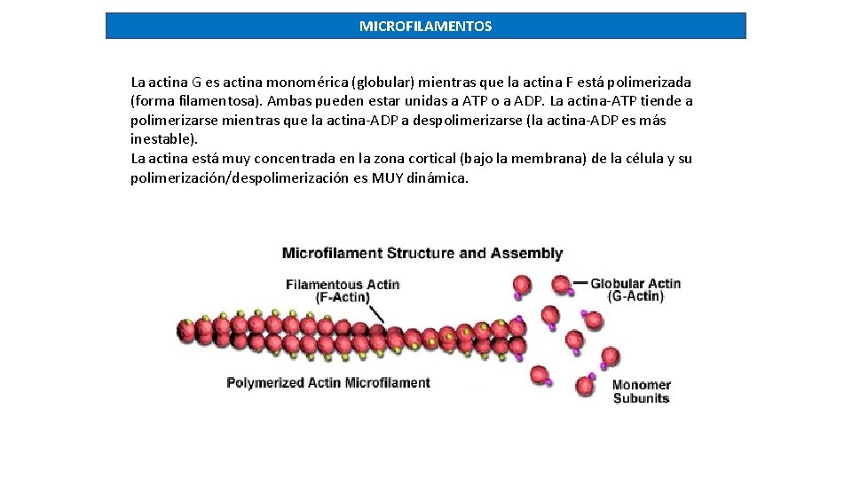 MICROFILAMENTOS La actina G es actina monomérica (globular) mientras que la actina F está