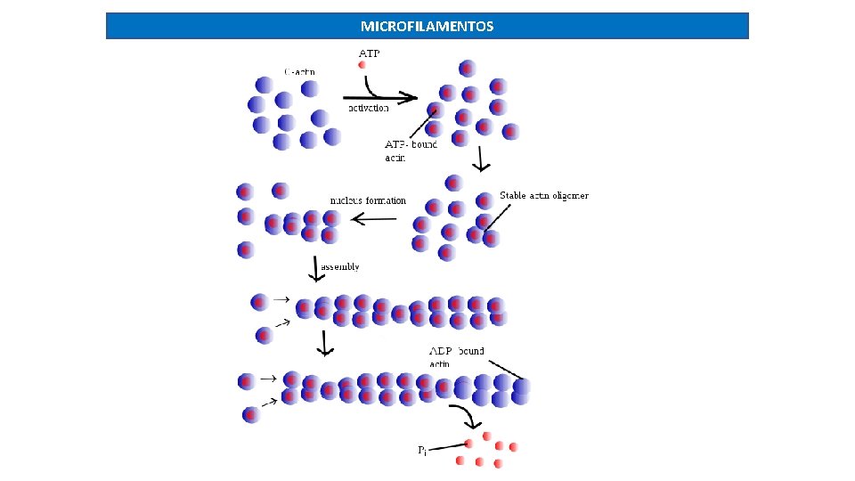 MICROFILAMENTOS 