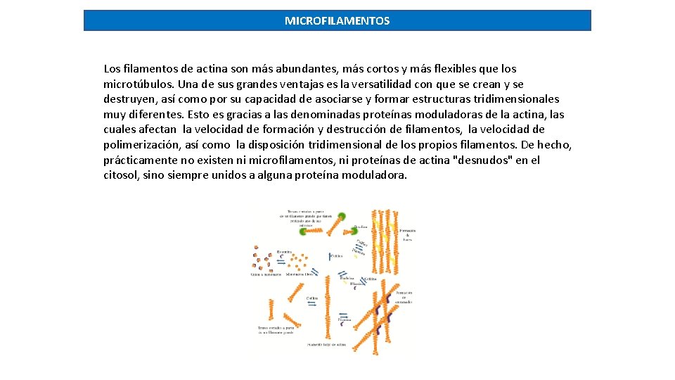 MICROFILAMENTOS Los filamentos de actina son más abundantes, más cortos y más flexibles que