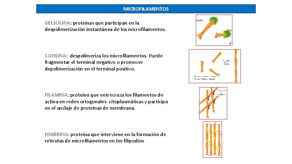 MICROFILAMENTOS GELSOLINA: proteínas que participan en la despolimerización instantánea de los microfilamentos. COFILINA: despolimeriza