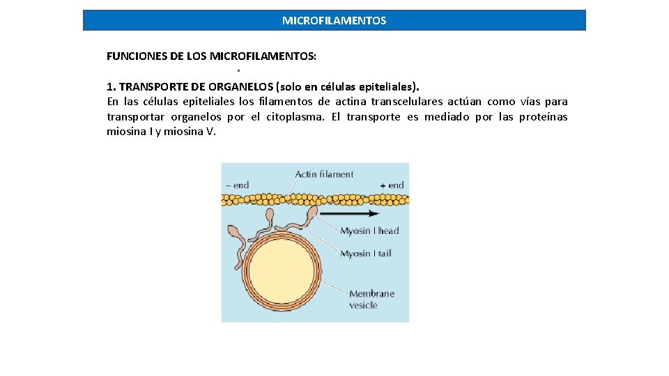 MICROFILAMENTOS FUNCIONES DE LOS MICROFILAMENTOS: . 1. TRANSPORTE DE ORGANELOS (solo en células epiteliales).
