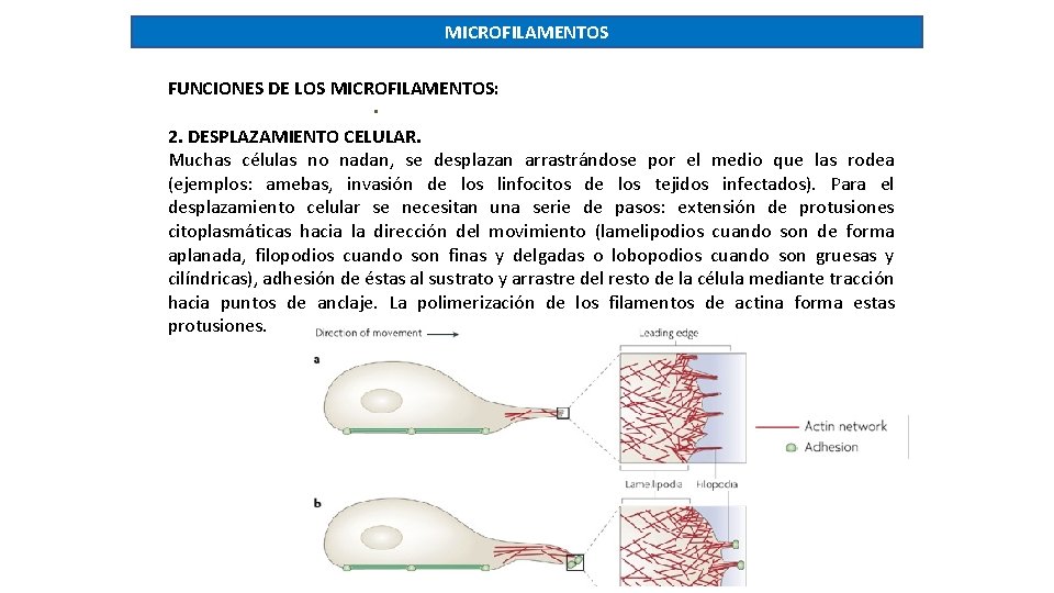 MICROFILAMENTOS FUNCIONES DE LOS MICROFILAMENTOS: . 2. DESPLAZAMIENTO CELULAR. Muchas células no nadan, se
