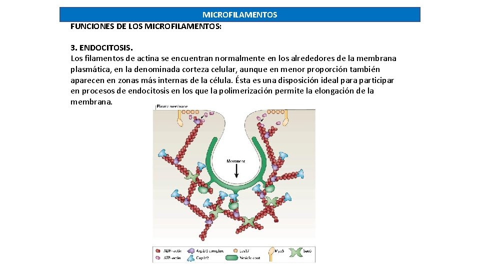 MICROFILAMENTOS FUNCIONES DE LOS MICROFILAMENTOS: 3. ENDOCITOSIS. Los filamentos de actina se encuentran normalmente