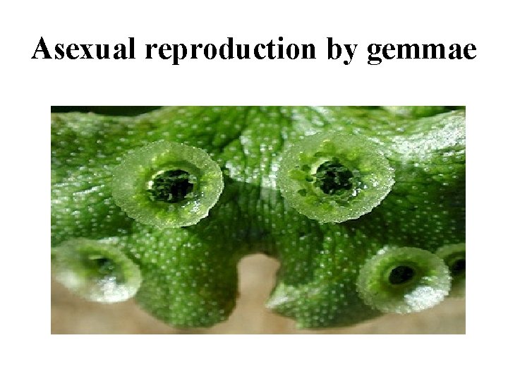 Asexual reproduction by gemmae 