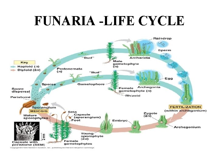 FUNARIA -LIFE CYCLE 