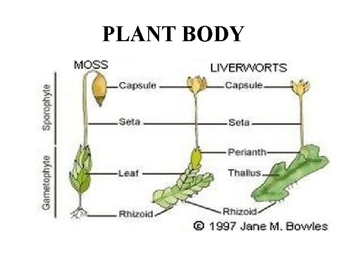 PLANT BODY 