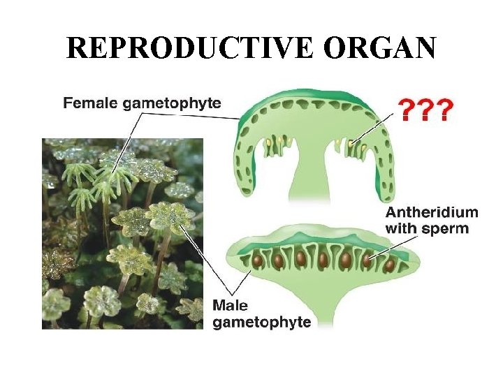 REPRODUCTIVE ORGAN 