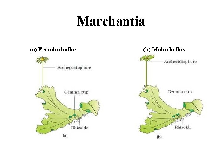 Marchantia (a) Female thallus (b) Male thallus 