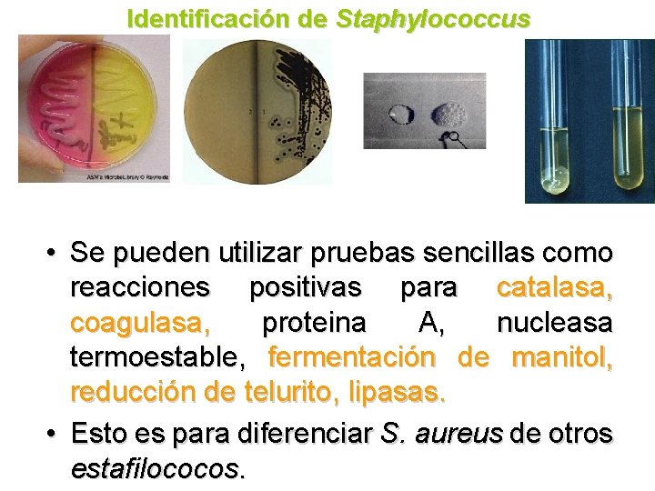 Identificación de Staphylococcus • Se pueden utilizar pruebas sencillas como reacciones positivas para catalasa,