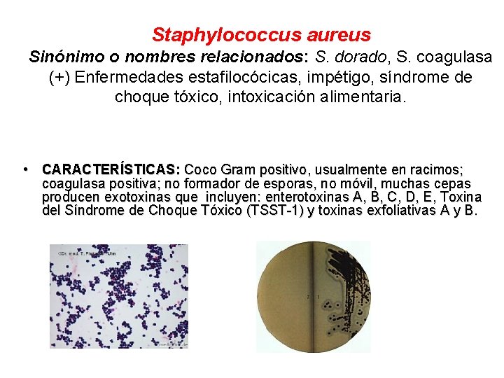 Staphylococcus aureus Sinónimo o nombres relacionados: S. dorado, S. coagulasa (+) Enfermedades estafilocócicas, impétigo,