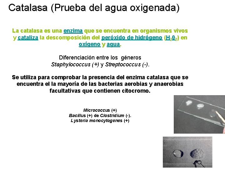 Catalasa (Prueba del agua oxigenada) La catalasa es una enzima que se encuentra en