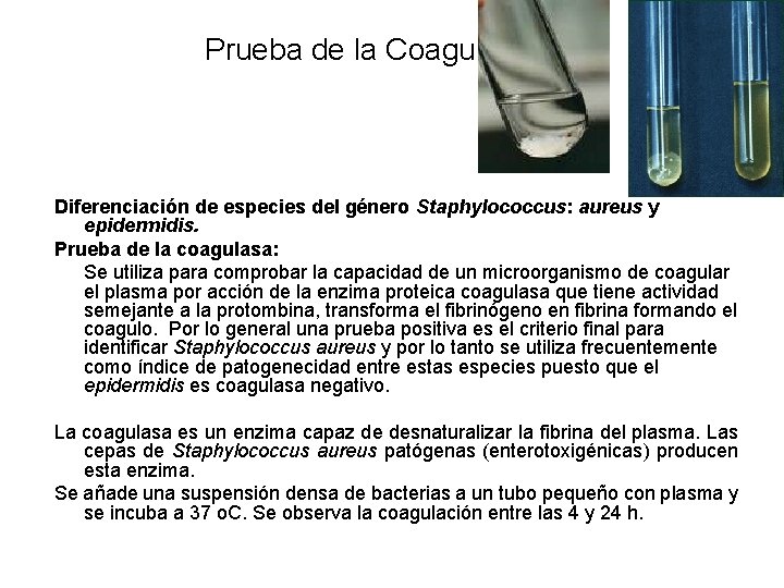 Prueba de la Coagulasa Diferenciación de especies del género Staphylococcus: aureus y epidermidis. Prueba