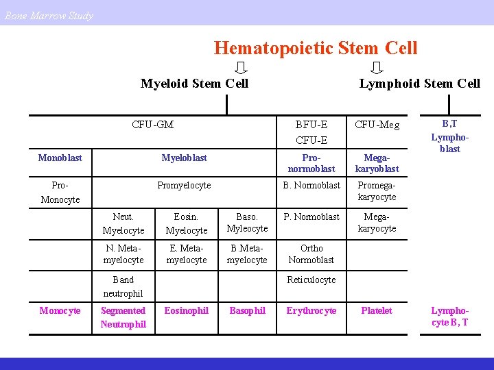 Bone Marrow Study Hematopoietic Stem Cell Myeloid Stem Cell CFU-GM Lymphoid Stem Cell BFU-E