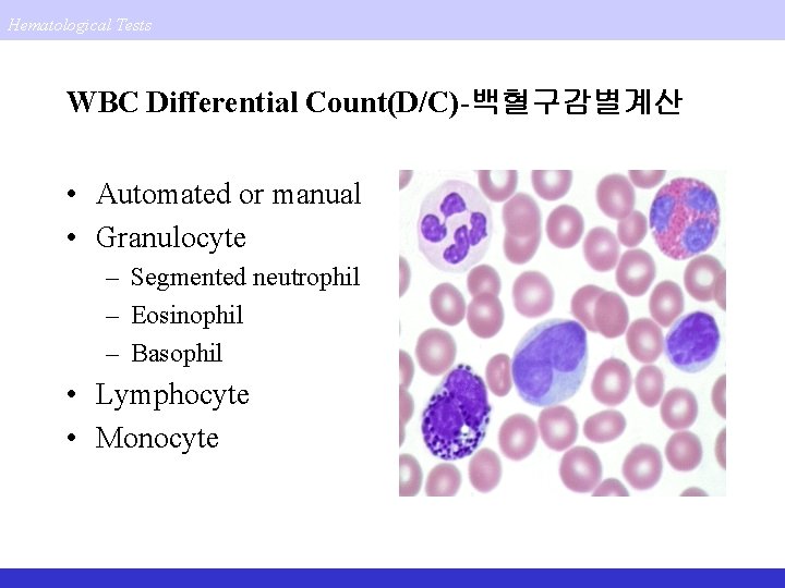 Hematological Tests WBC Differential Count(D/C)-백혈구감별계산 • Automated or manual • Granulocyte – Segmented neutrophil